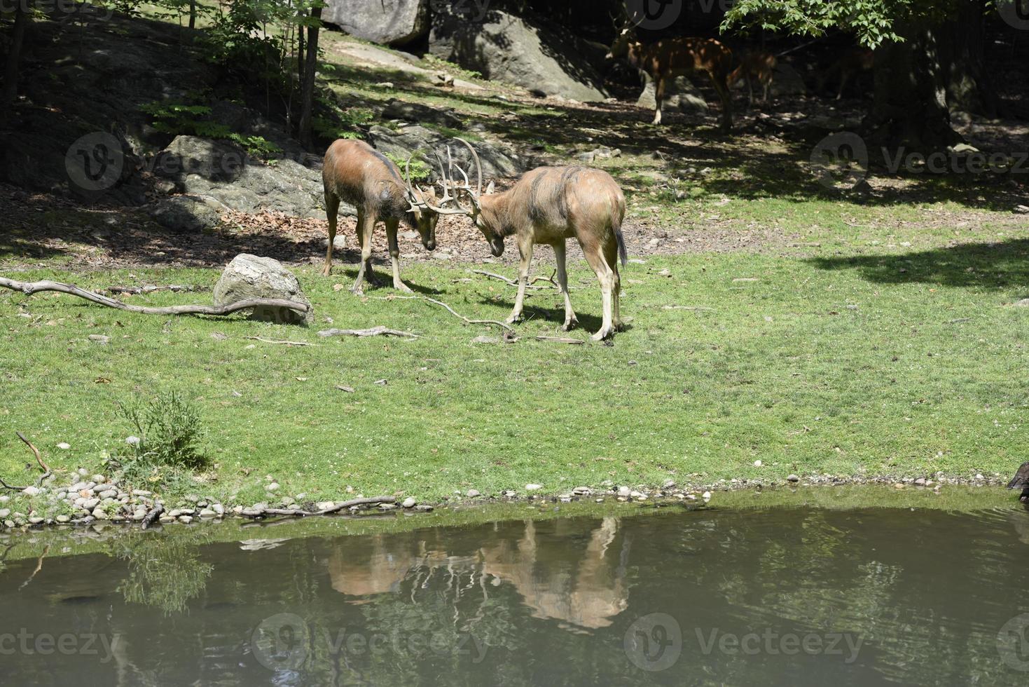 Deer while fighting with horns photo