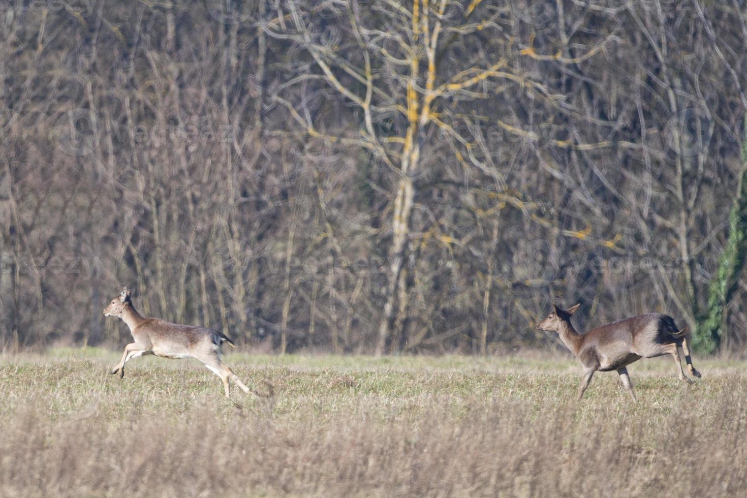 fallow deers while running photo