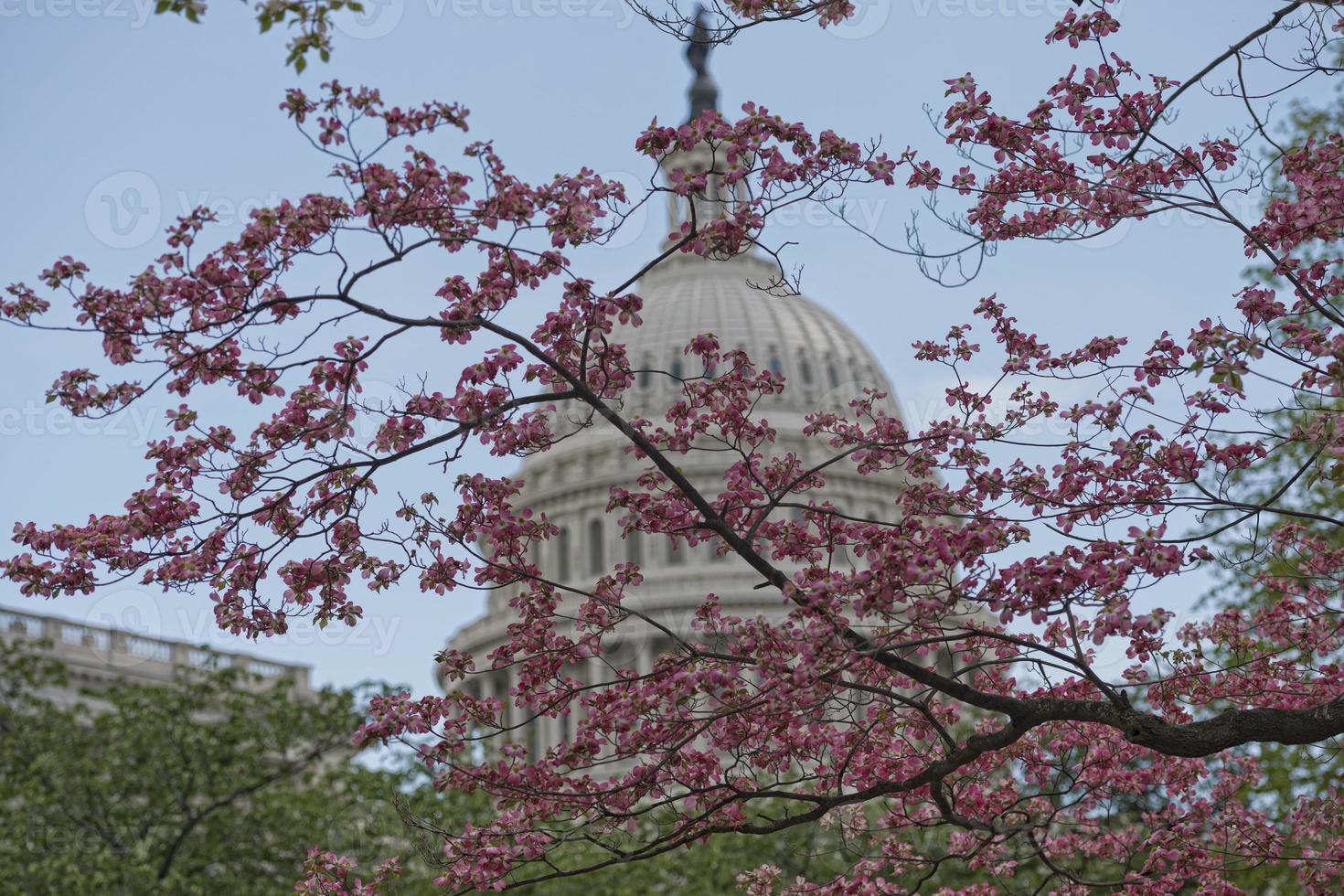 Cherry blossom on Washington DC Capitol background photo