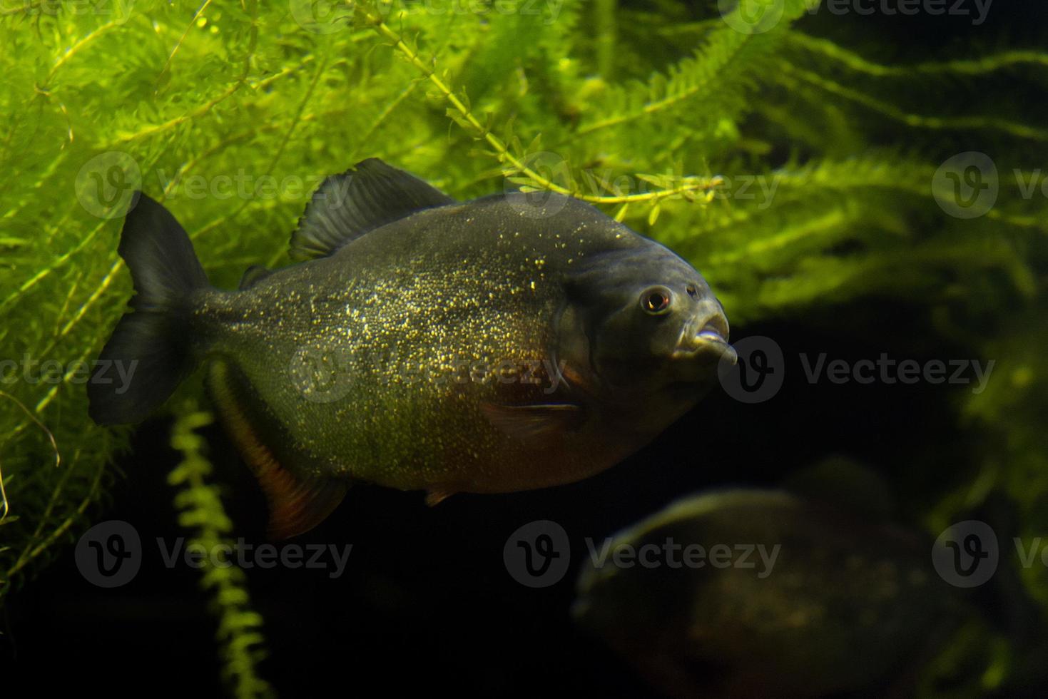 piranha fish detail photo