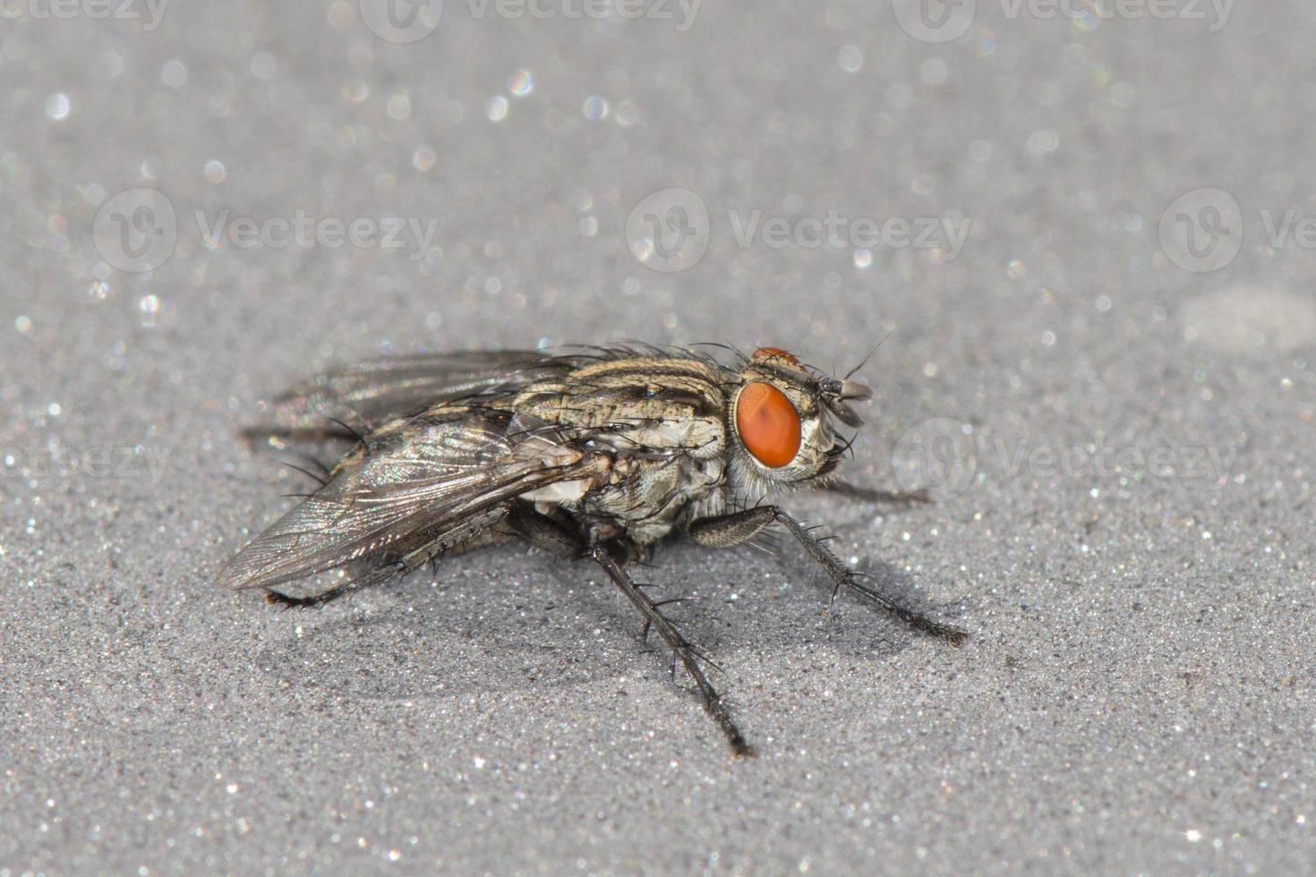 A fly with red eyes close up macro photo