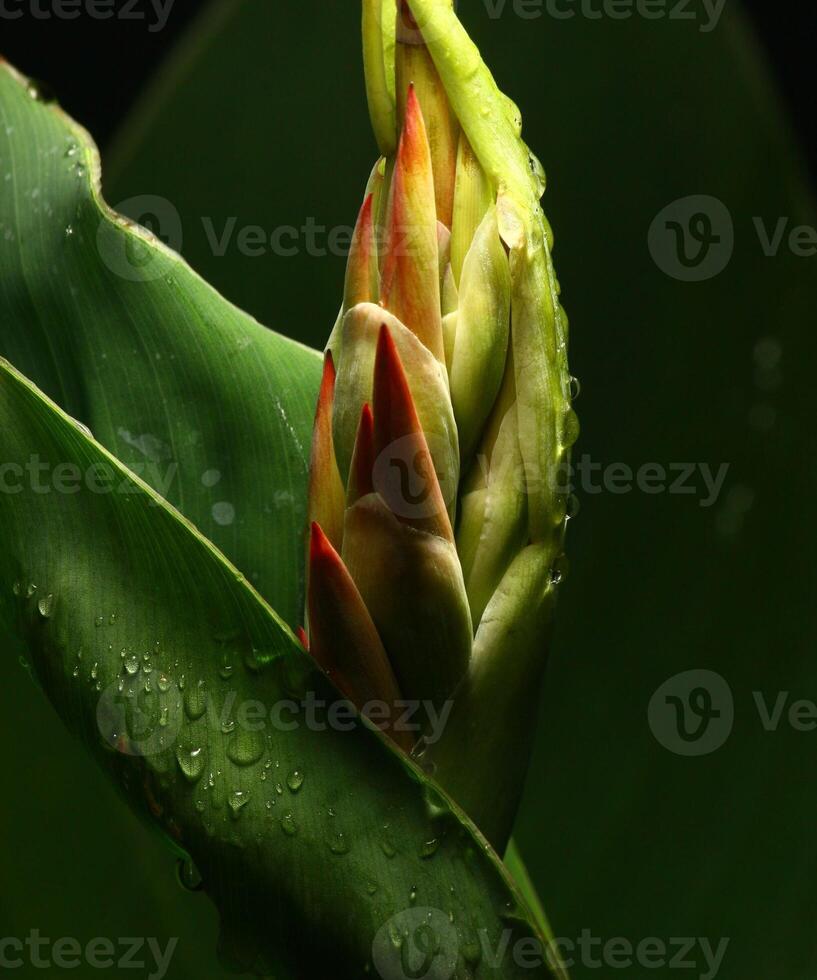 rain-background-rainforest-background-20342605-stock-photo-at-vecteezy