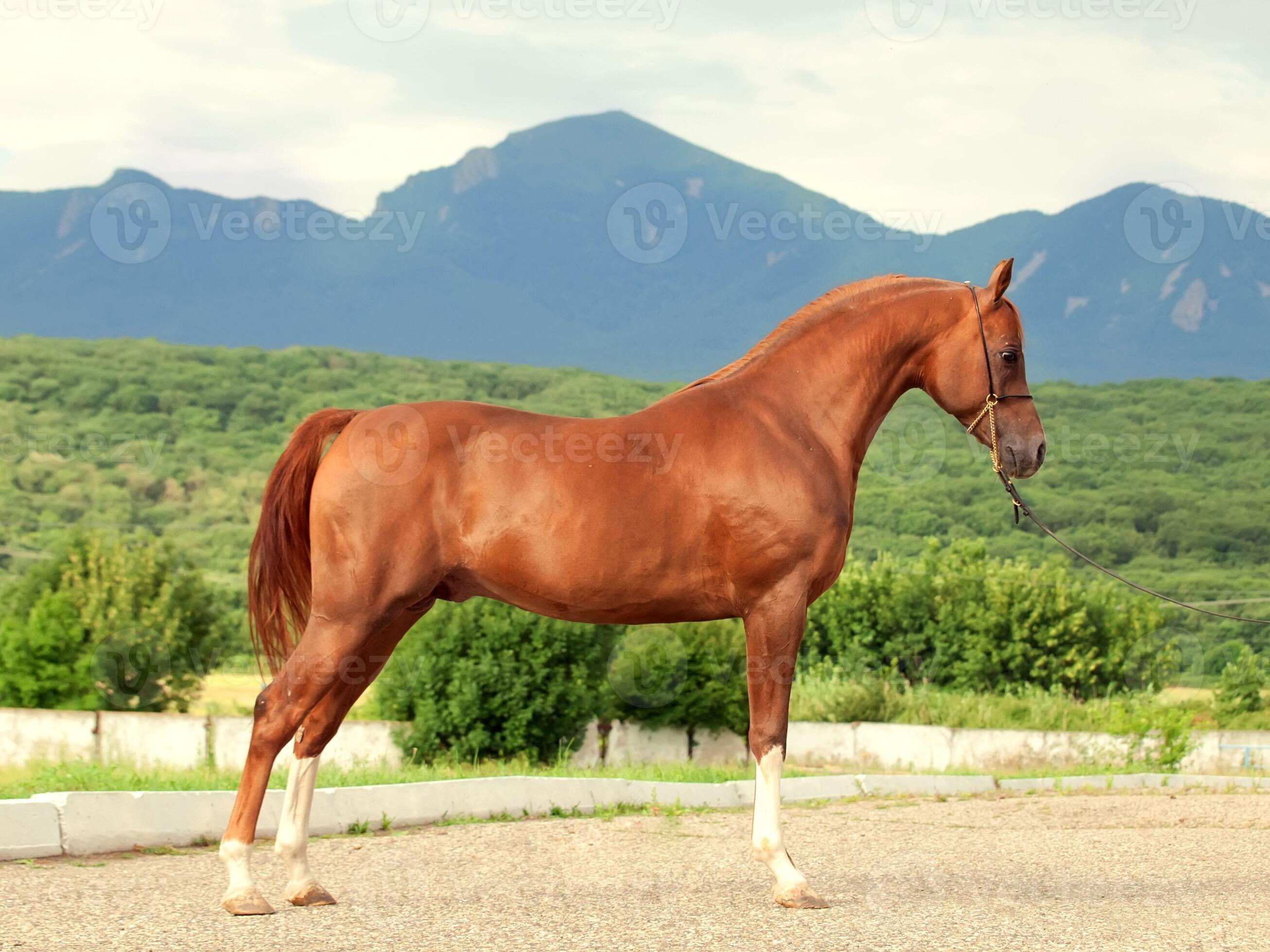 Handsome Arabian horse stallion with a beautiful head,bay arabian horse