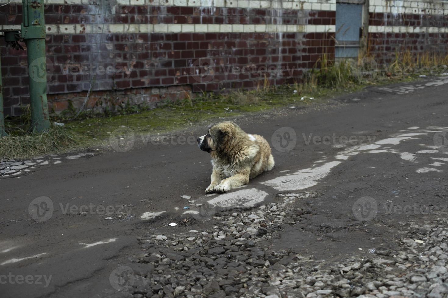 perro acostado en la carretera. Vagabundo mascota. foto