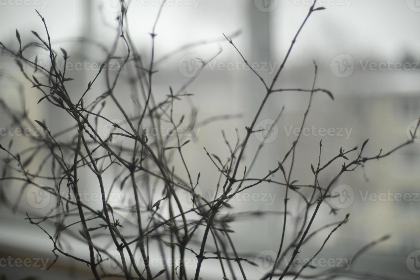 Dry plants at home. Branches of plant on background of window. Interior decoration. photo