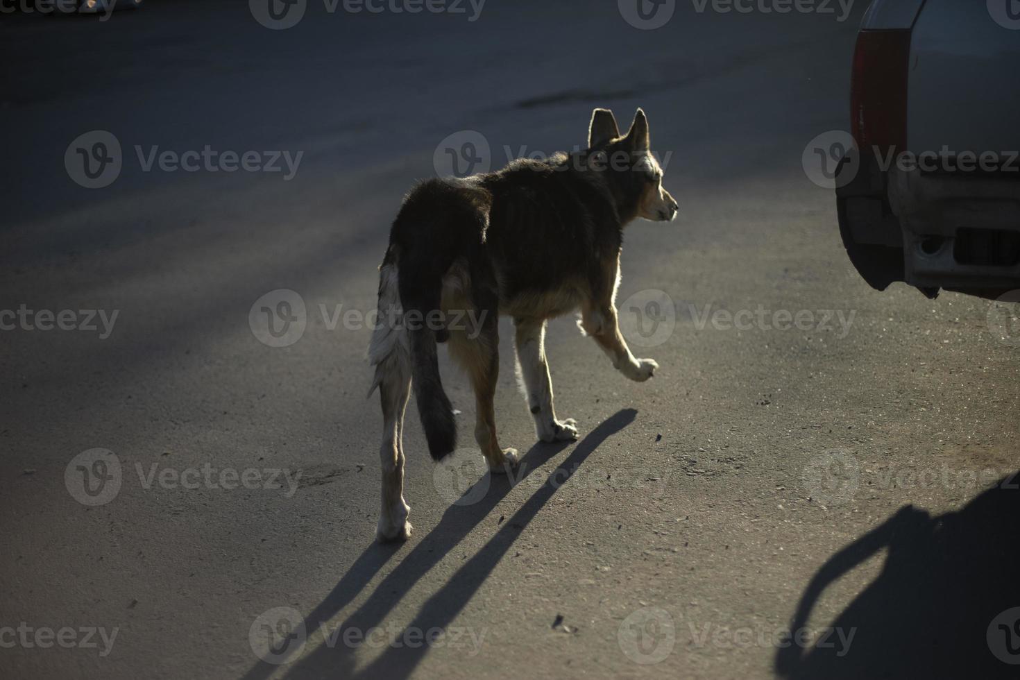 Stray dog in sunlight. Pet is lost. Cute animal on street. photo