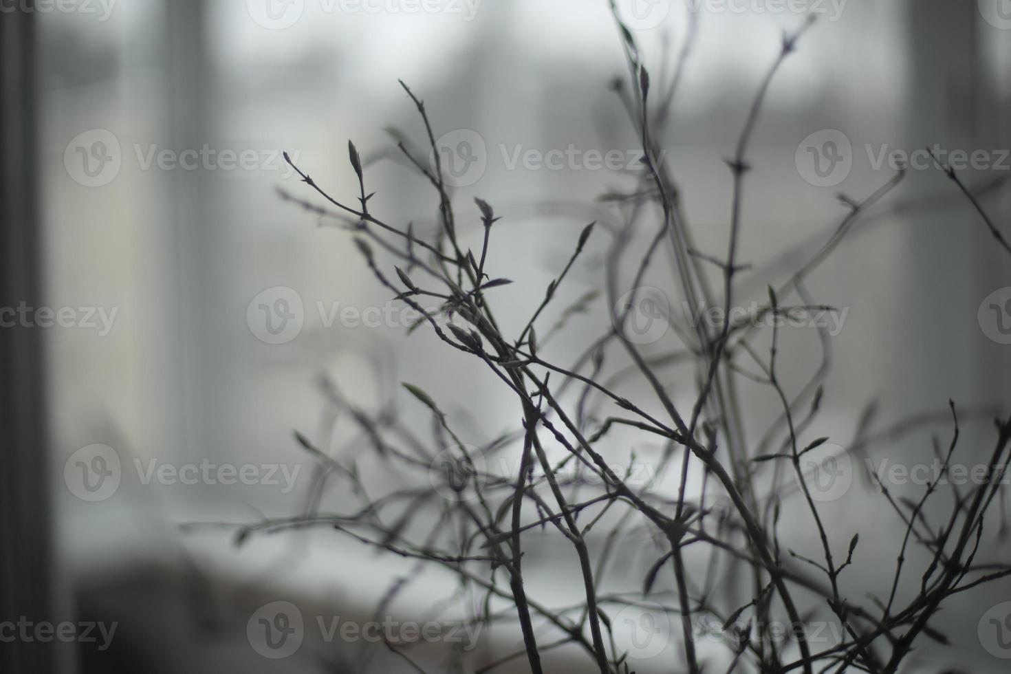 seco plantas a hogar. ramas de planta en antecedentes de ventana. interior decoración. foto