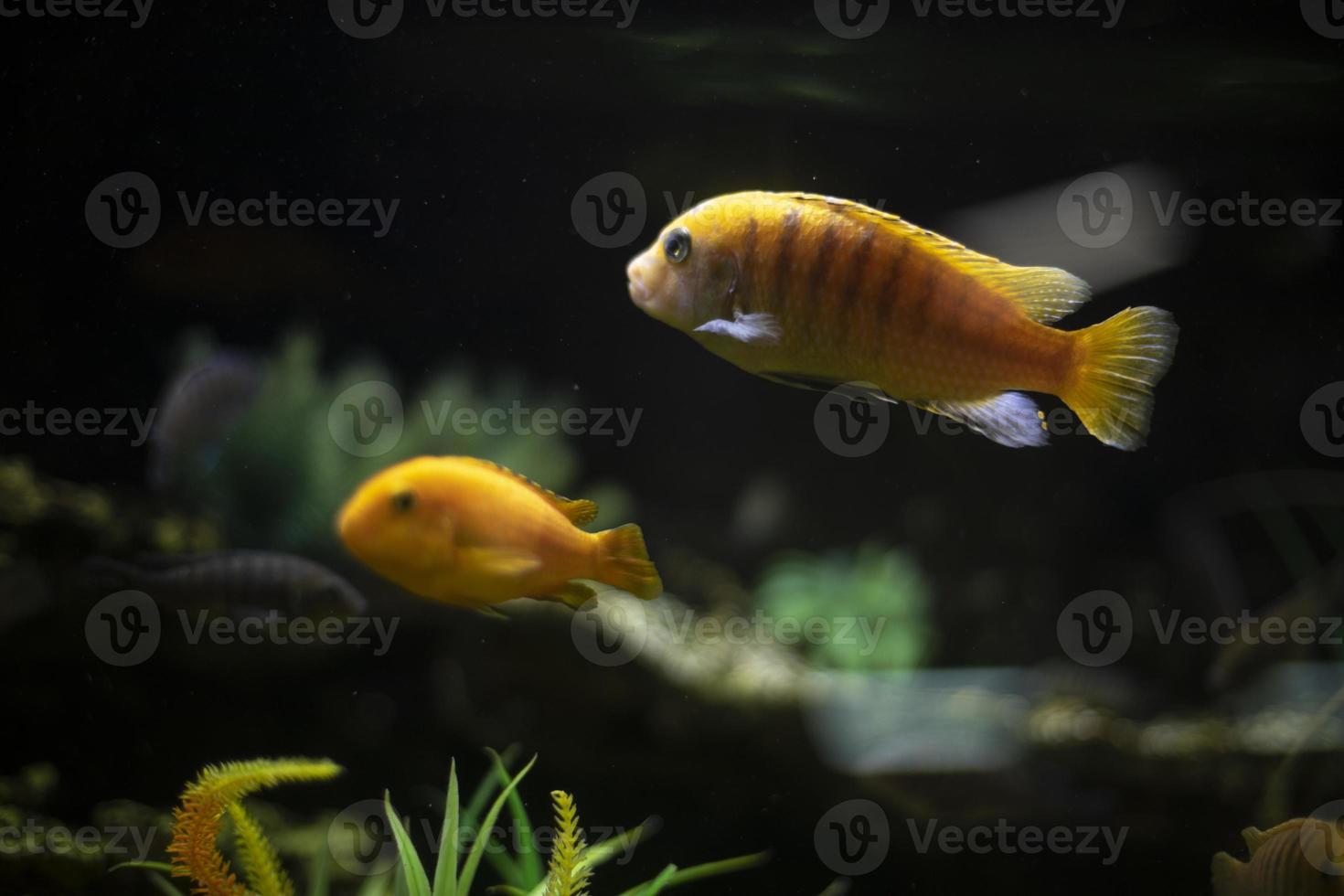 Goldfish in water. Flora and fauna in aquarium. Fish swim in sea. photo