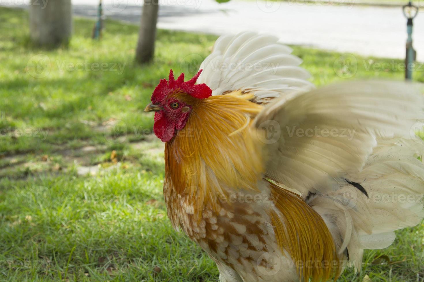 Small bantam with beautiful multicolored feathers foraging for food and wandering the garden during the scorching sun in the middle of the day in the midst of the trees. photo