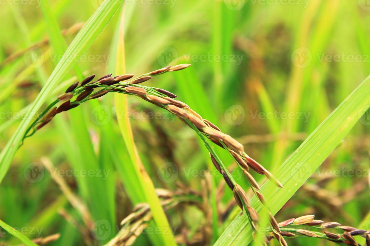 Organic purple riceberry ears are grown for health lovers. It is healthy rice grown in farmers' fields for eating and selling. photo