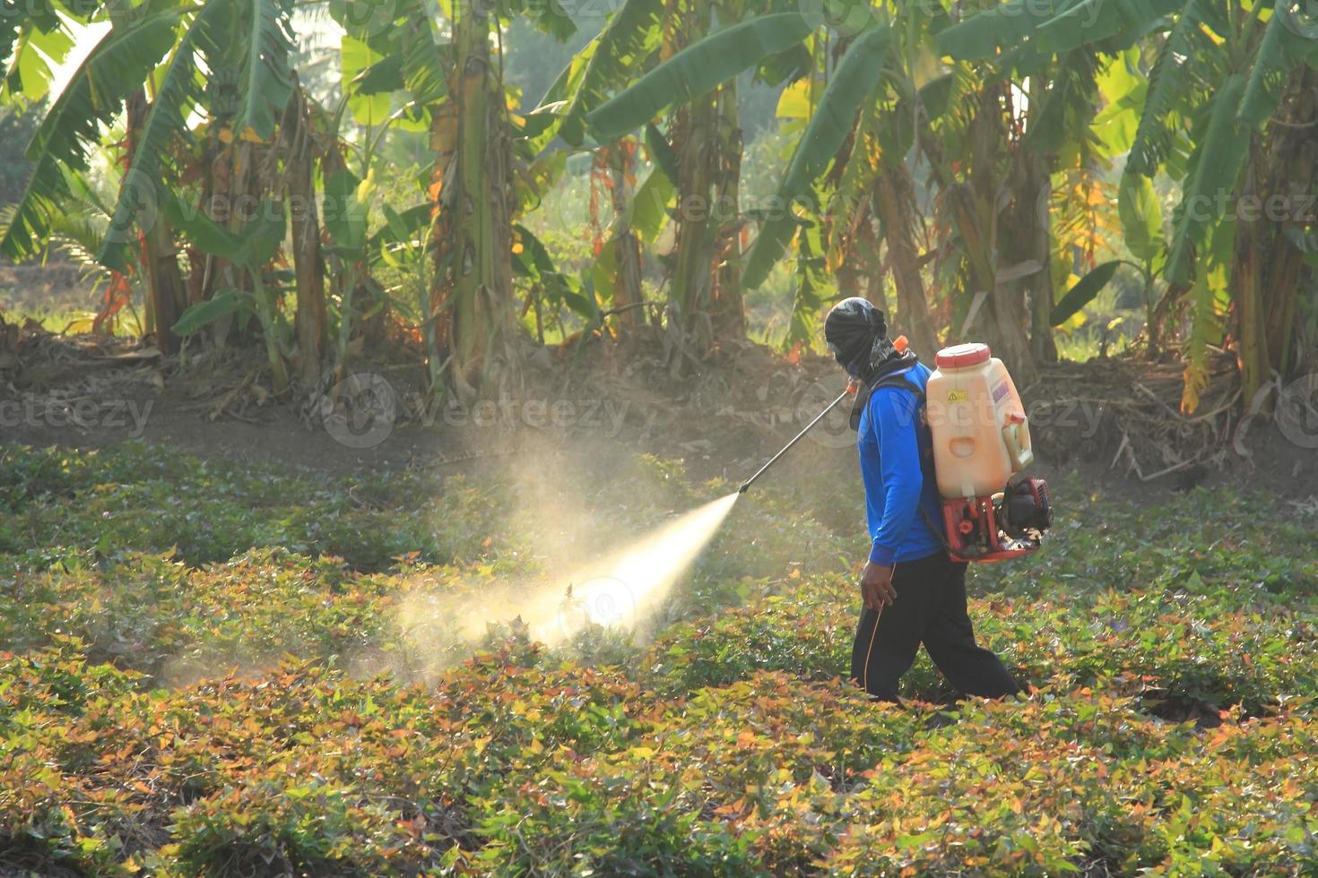 Farmers are spraying pesticides in the sweet potato plantations so that pests do not interfere and damage agricultural products. photo