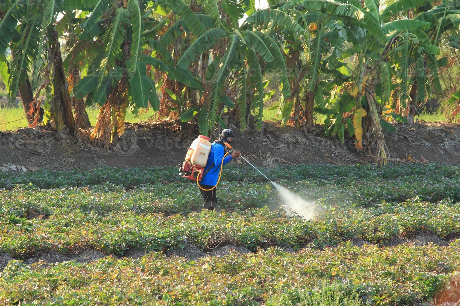 Farmers are spraying pesticides in the sweet potato plantations so that pests do not interfere and damage agricultural products. photo