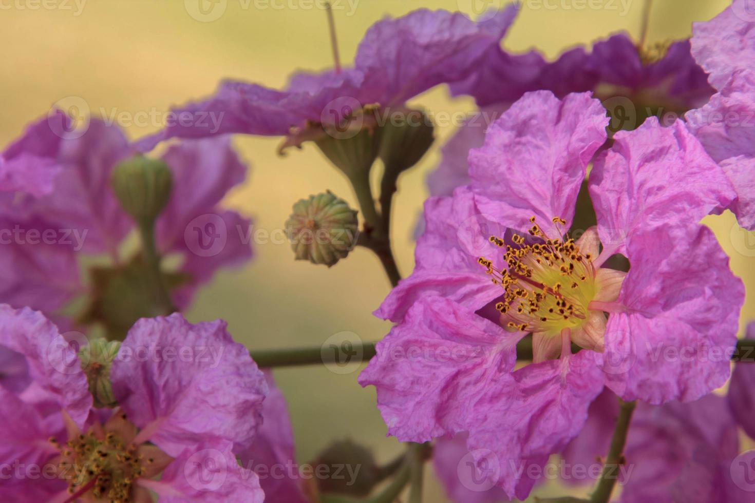 The delicate purple tabaek flowers blooming and raising a bouquet of pollen to lure insects to feed on nectar and pollen is a beautiful sight in nature. photo