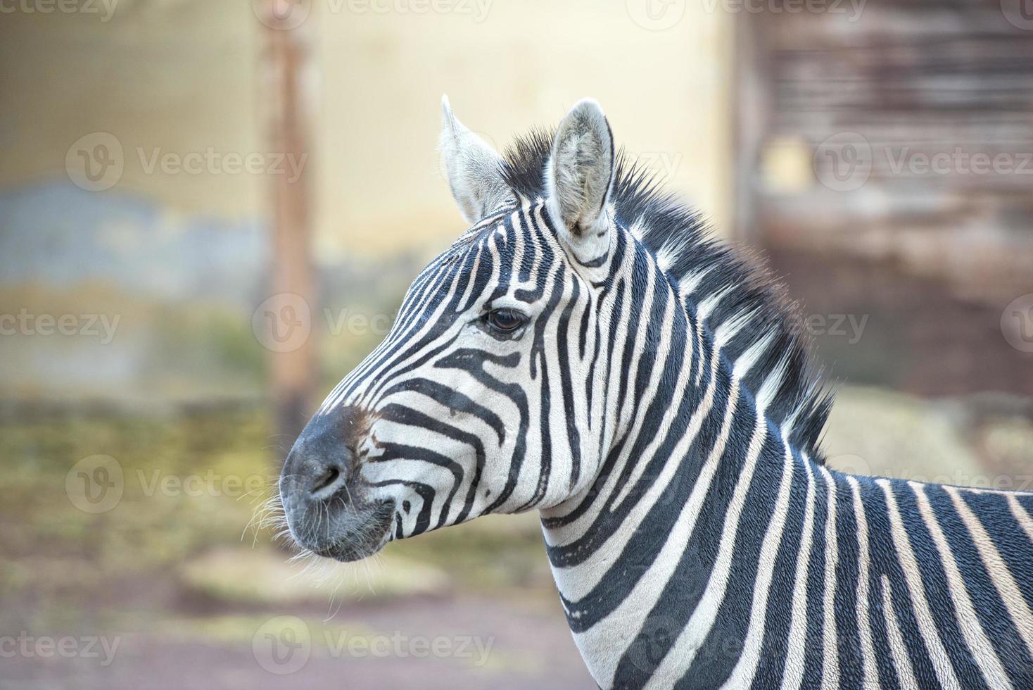 A zebra detail photo