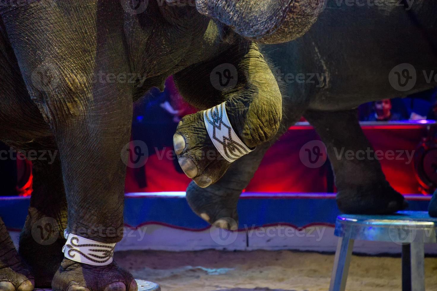 circus elephant show photo