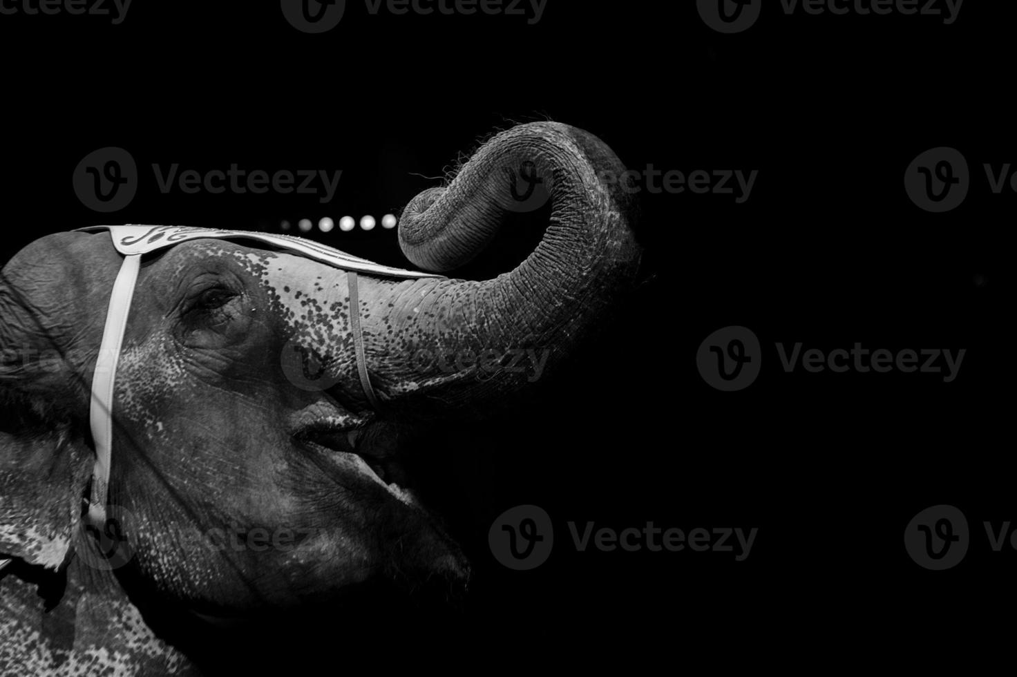 circus elephant show photo