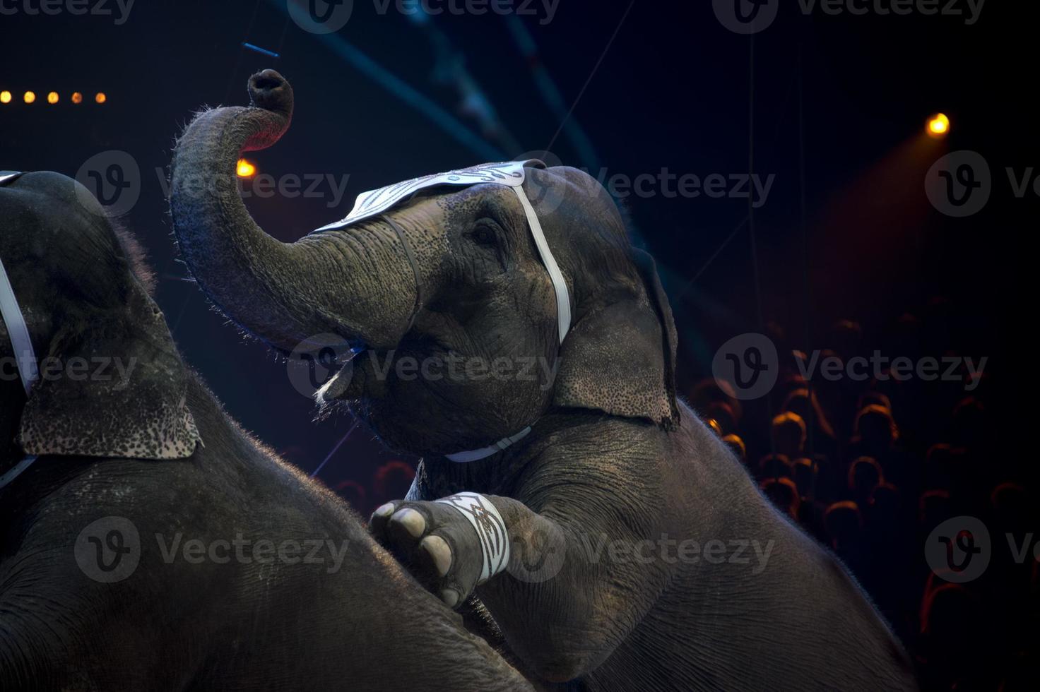 circus elephant show photo