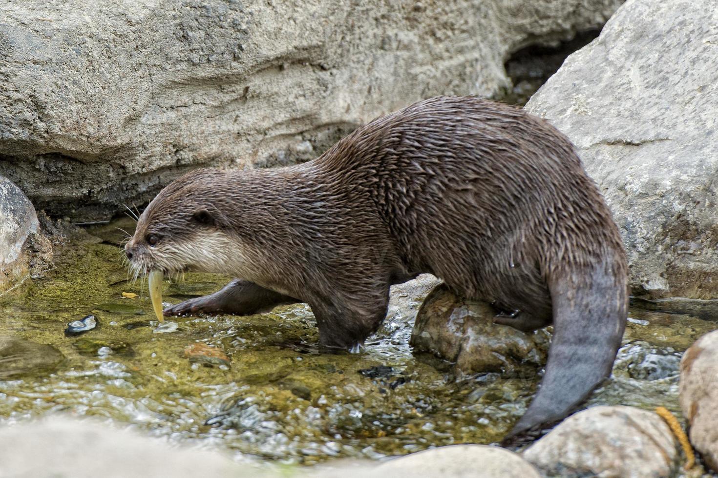 otter portrait detail photo