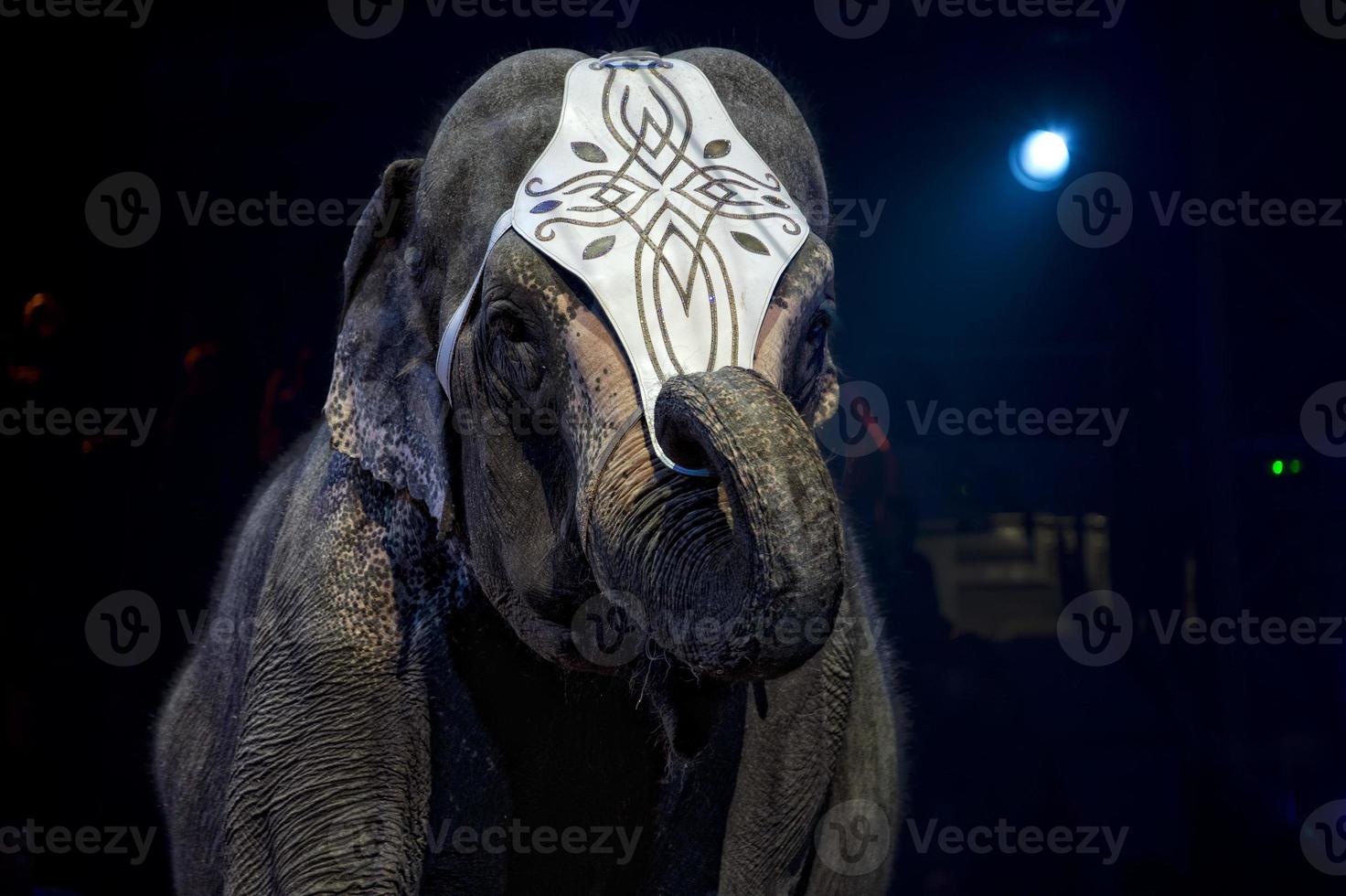 circus elephant show photo