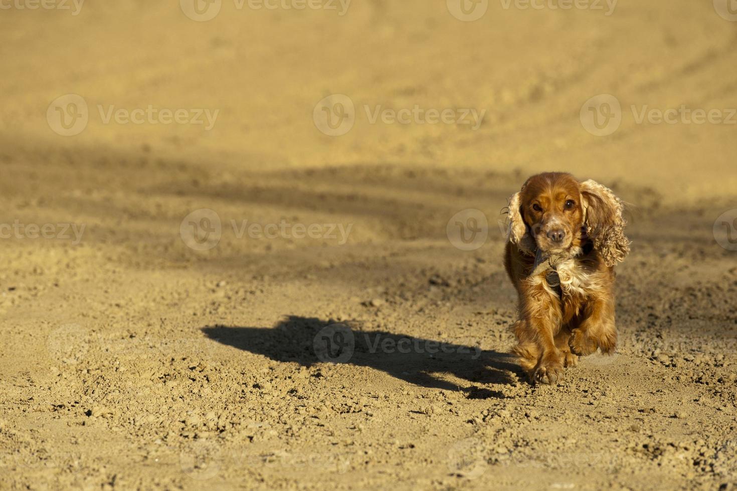 English cocker spaniel dog photo