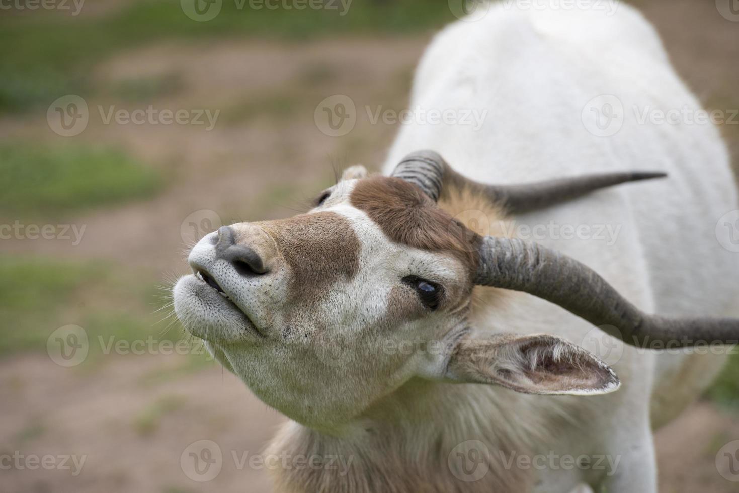 Addox goat close up portrait photo