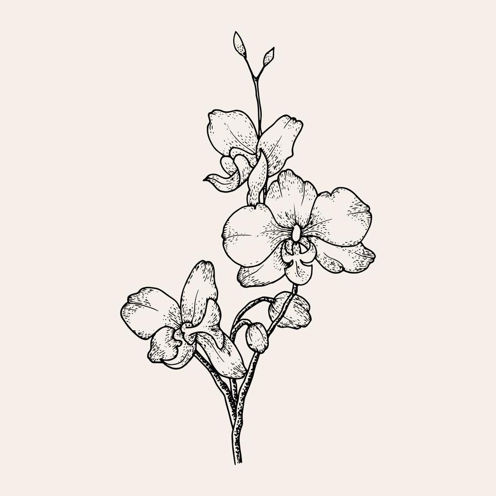 mano dibujado orquídea colección vector