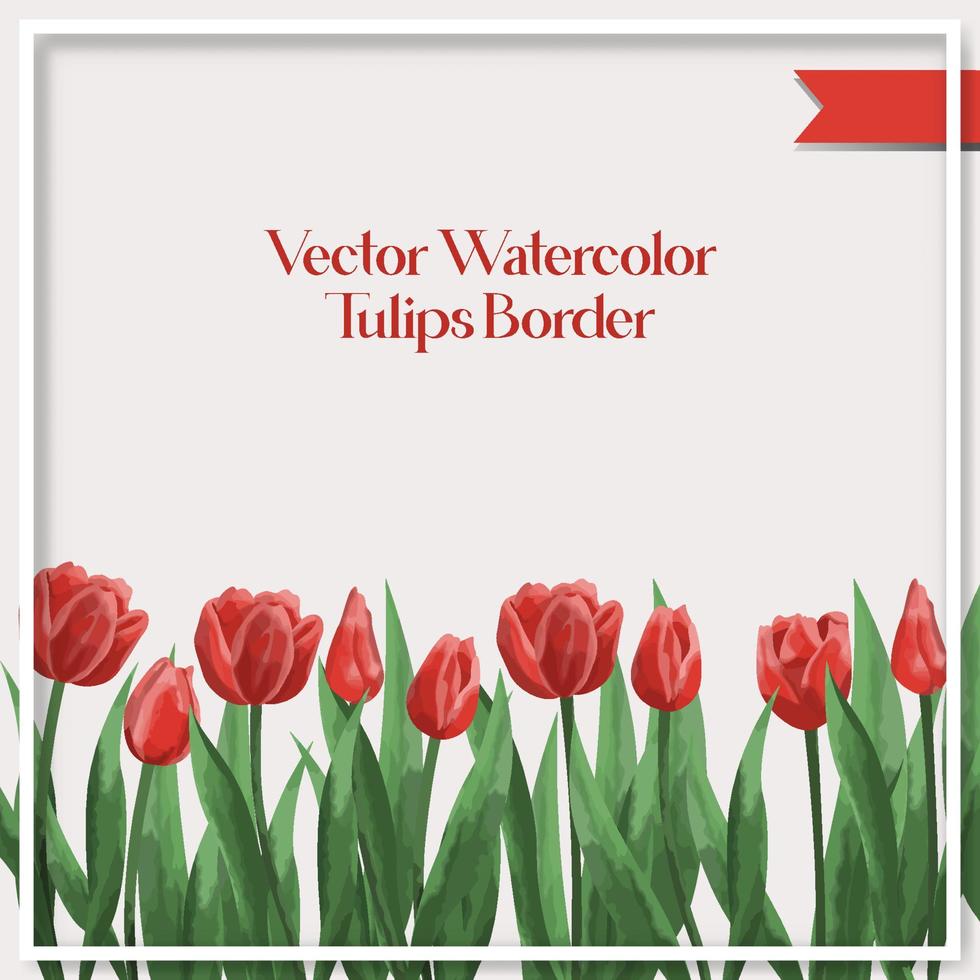 Vector watercolor tulips border collection