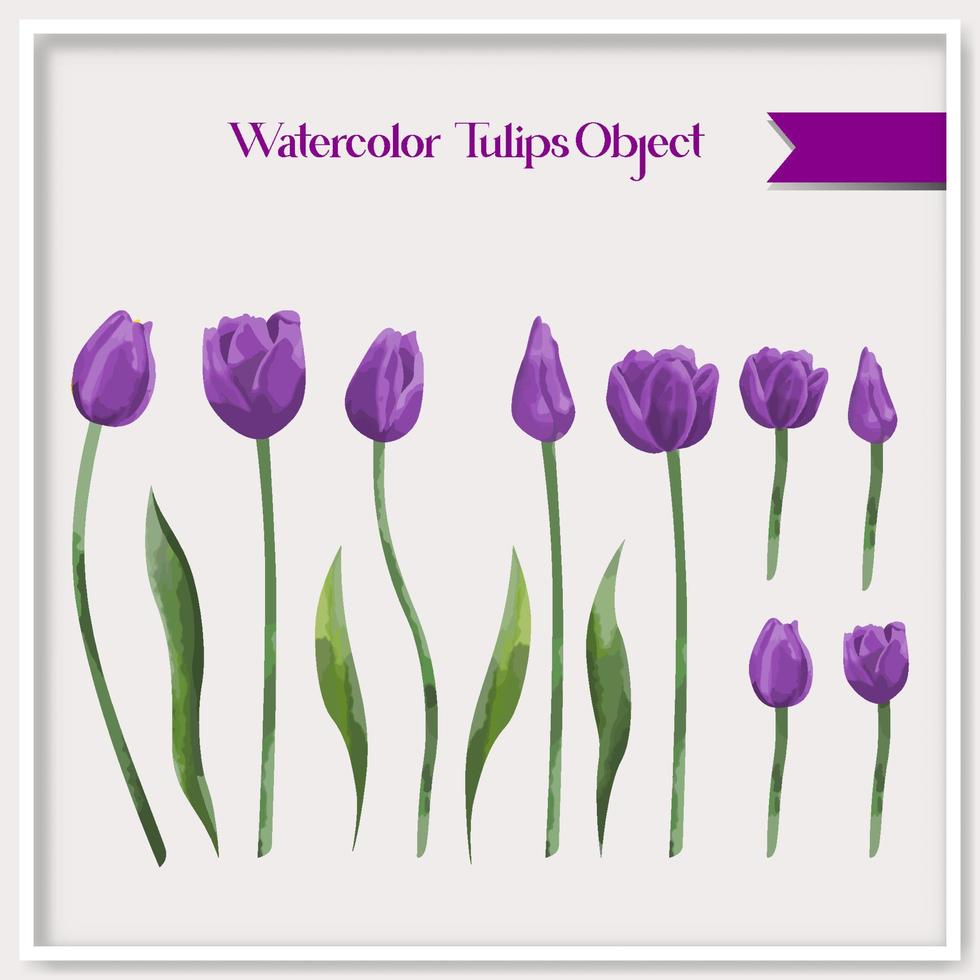 Vector watercolor tulips object collection