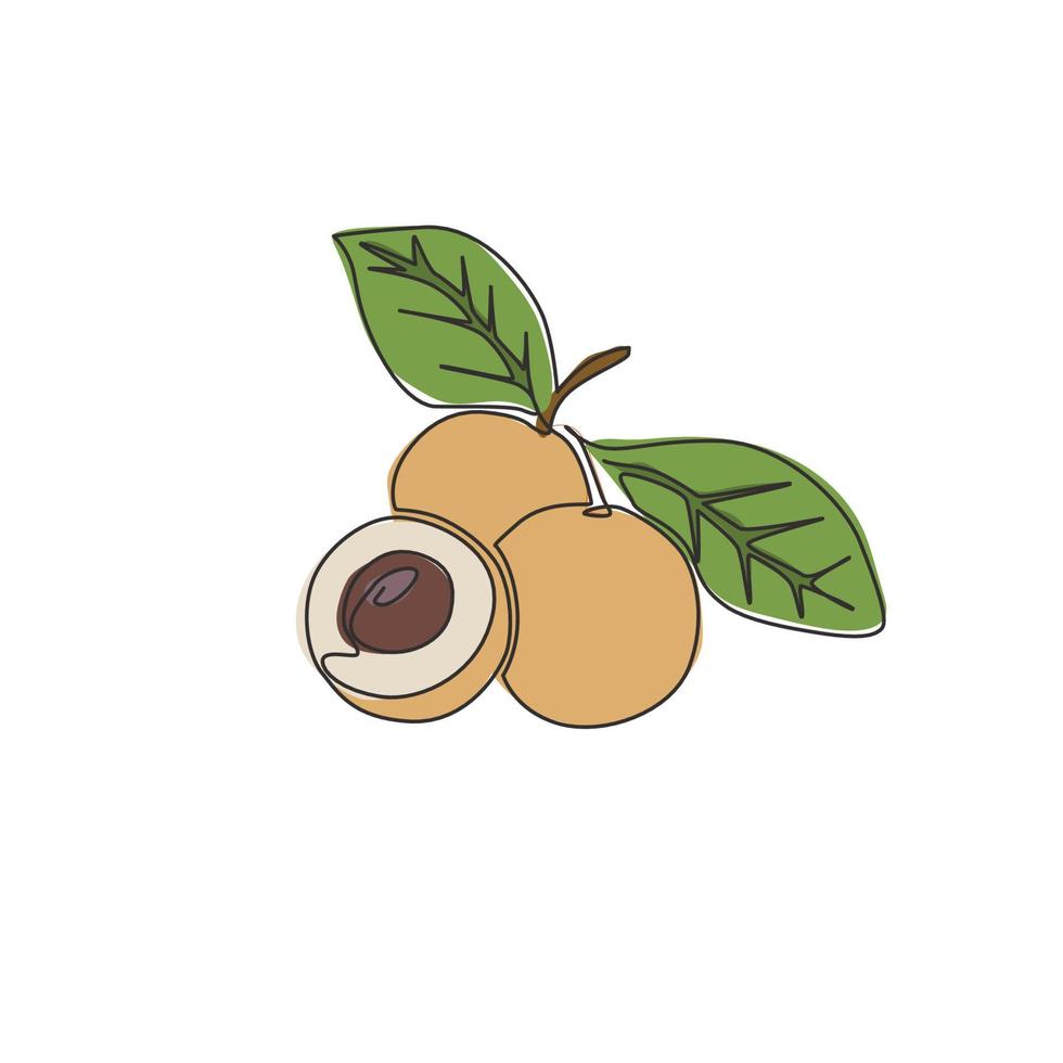 Single continuous line drawing of whole and cut healthy organic longan for orchard logo identity. Fresh fruitage concept for fruit garden icon. Modern one line graphic draw design vector illustration