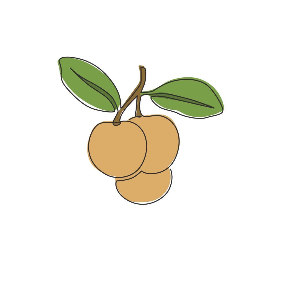 One continuous line drawing of whole healthy organic longan for orchard logo identity. Fresh fruitage concept for fruit garden icon. Modern single line draw graphic design vector illustration