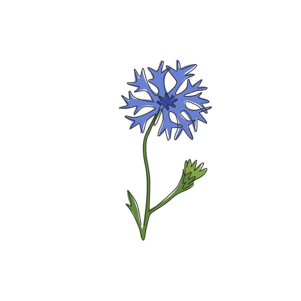 Un dibujo de línea continua de Beauty Fresh Centaurea Cyanus para decoración del hogar Impresión de póster de arte de pared. concepto de aciano decorativo para tarjeta de invitación. Ilustración de vector de diseño de dibujo de línea única de moda