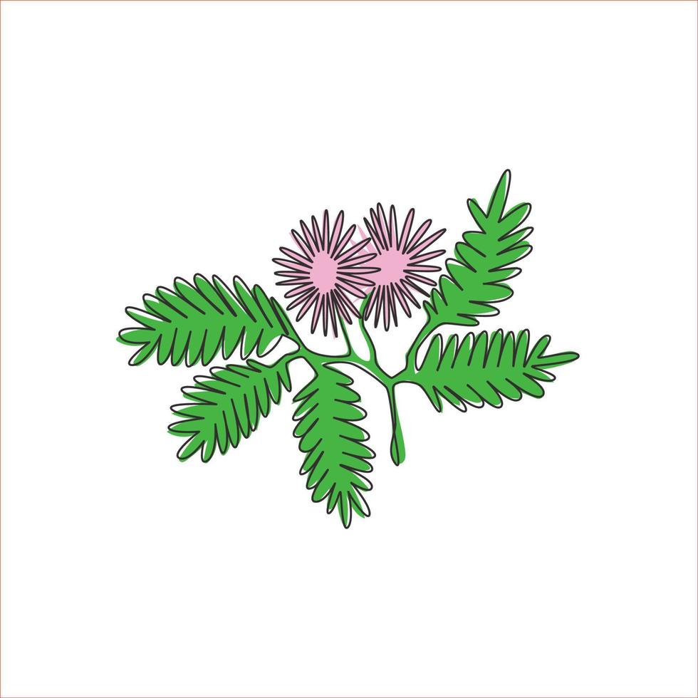 dibujo de una sola línea de belleza mimosa pudica fresca para el logotipo de jardín. decorativo del concepto de la planta de acción para la impresión del cartel del arte de la decoración de la pared del hogar. Ilustración de vector de diseño de dibujo de línea continua moderna