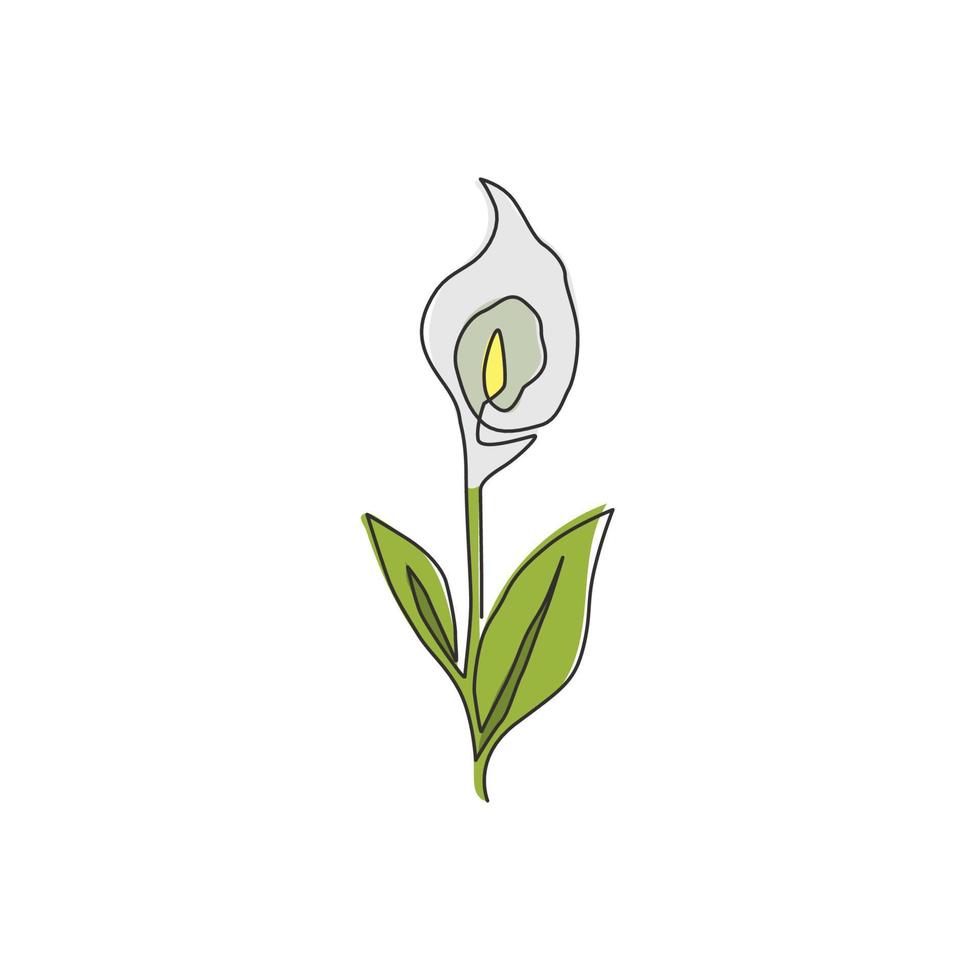 dibujo de una sola línea belleza zantedeschia fresca para el logotipo del jardín. Flor decorativa imprimible del lirio del arum para la impresión del arte de la pared de la decoración casera. Ilustración gráfica de vector de diseño de dibujo de línea continua de moda