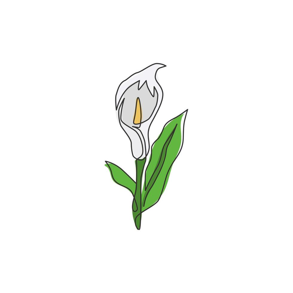 Single one line drawing of beauty fresh arum lily for wall home decor poster art. Printable decorative zantedeschia flower for green park icon. Modern continuous line draw design vector illustration