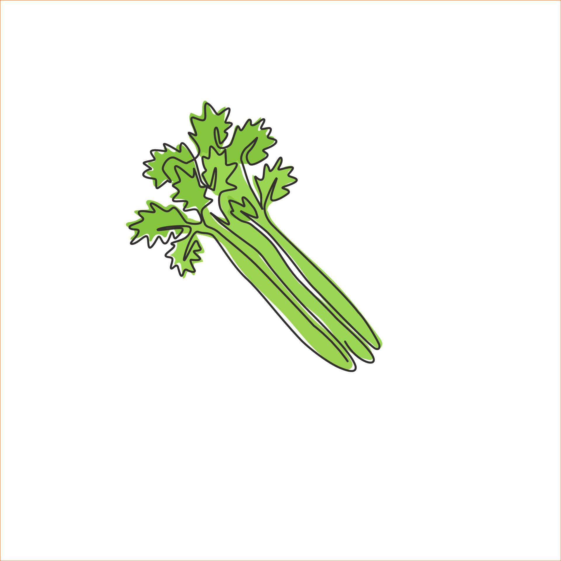 Single continuous line drawing of bunch healthy organic green celery