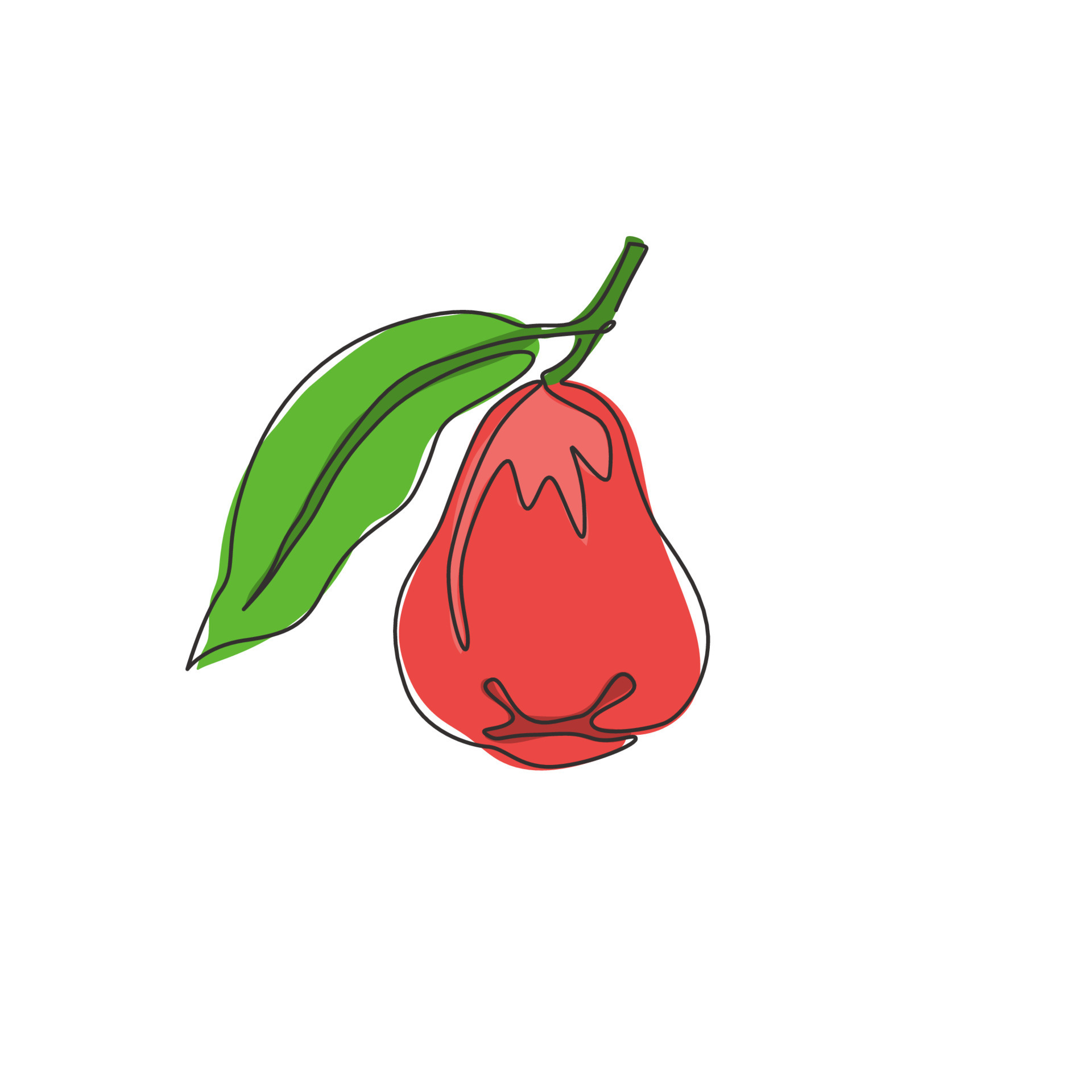 Jambu Fruit Clipart Drawings