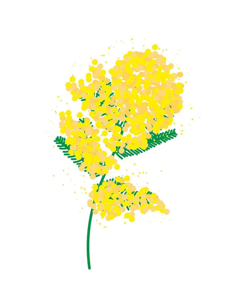 mimosa rama aislado en blanco antecedentes vector