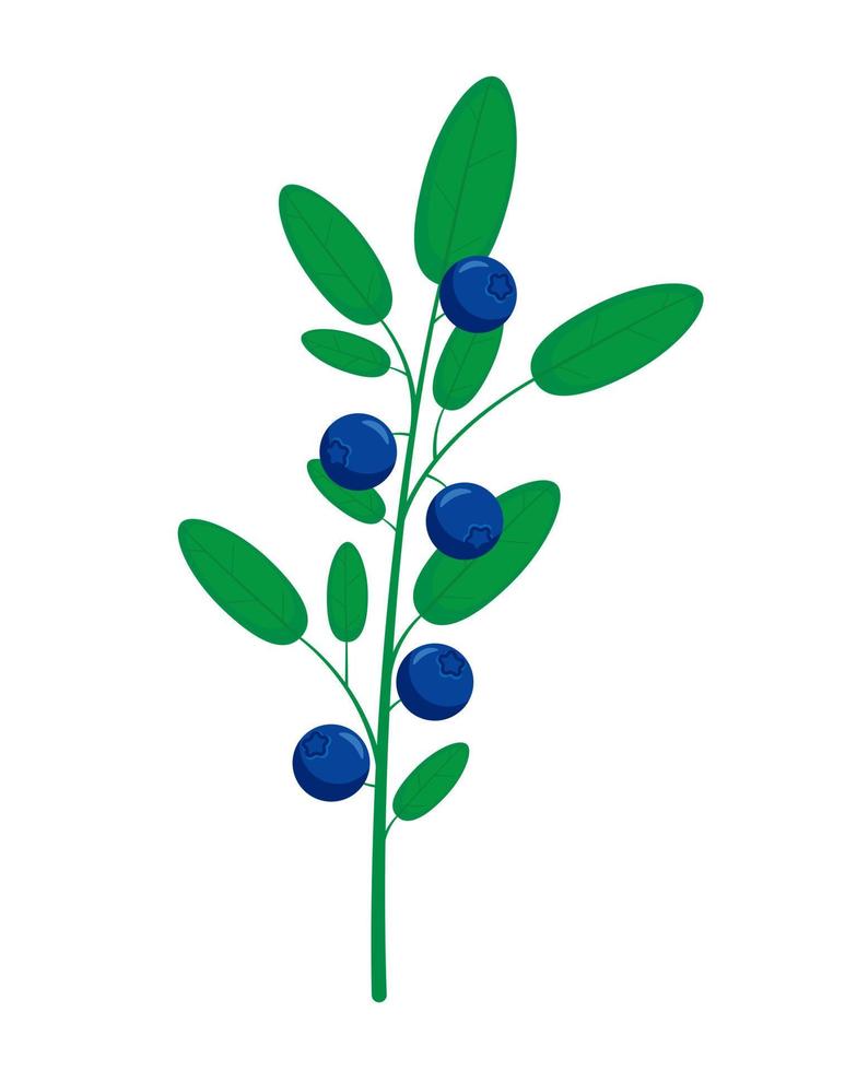 Blueberry branch with fresh ripe blueberries and leaves vector