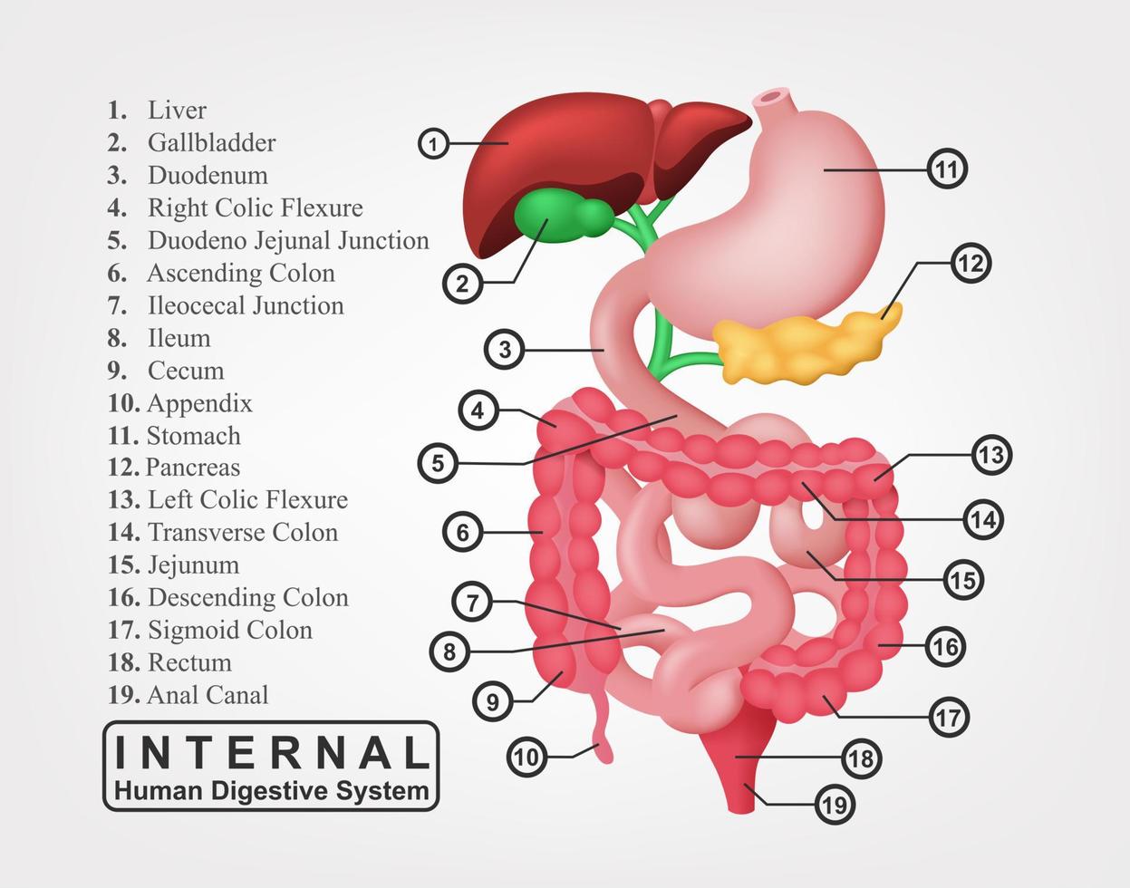 The Part of Internal Human Digestive System, Vector Illustration