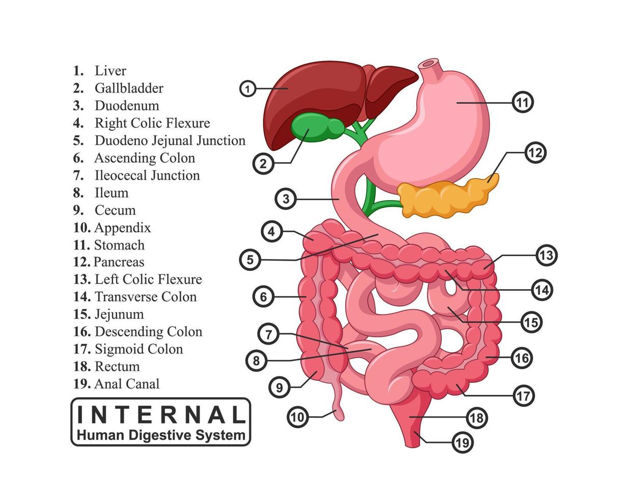 el parte de interno humano digestivo sistema, vector ilustración