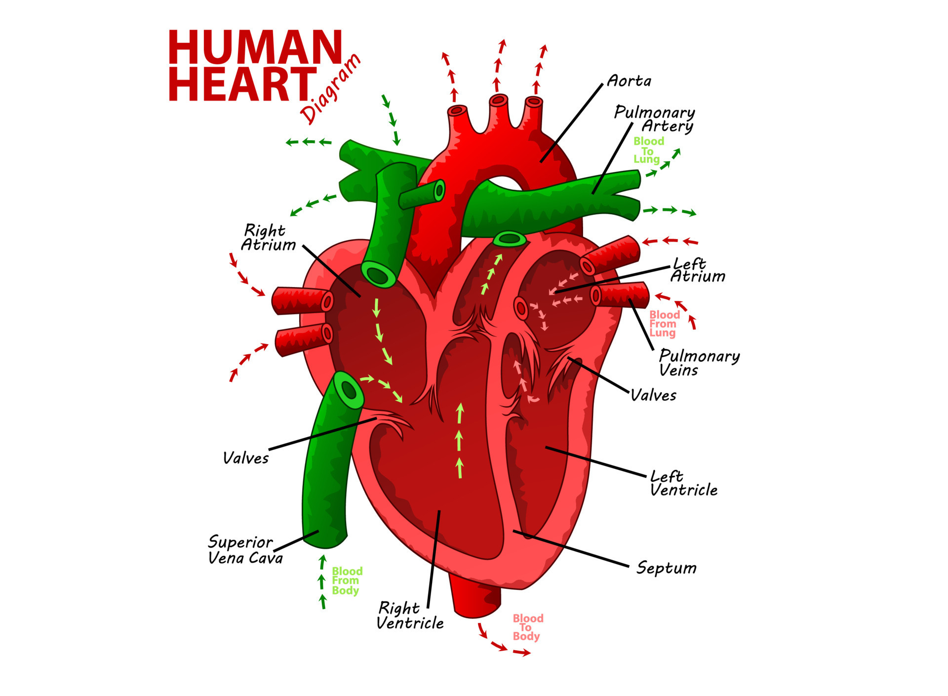 Human Heart Diagram Anatomy Vector Illustration 20382202 Vector Art at Biology Diagrams