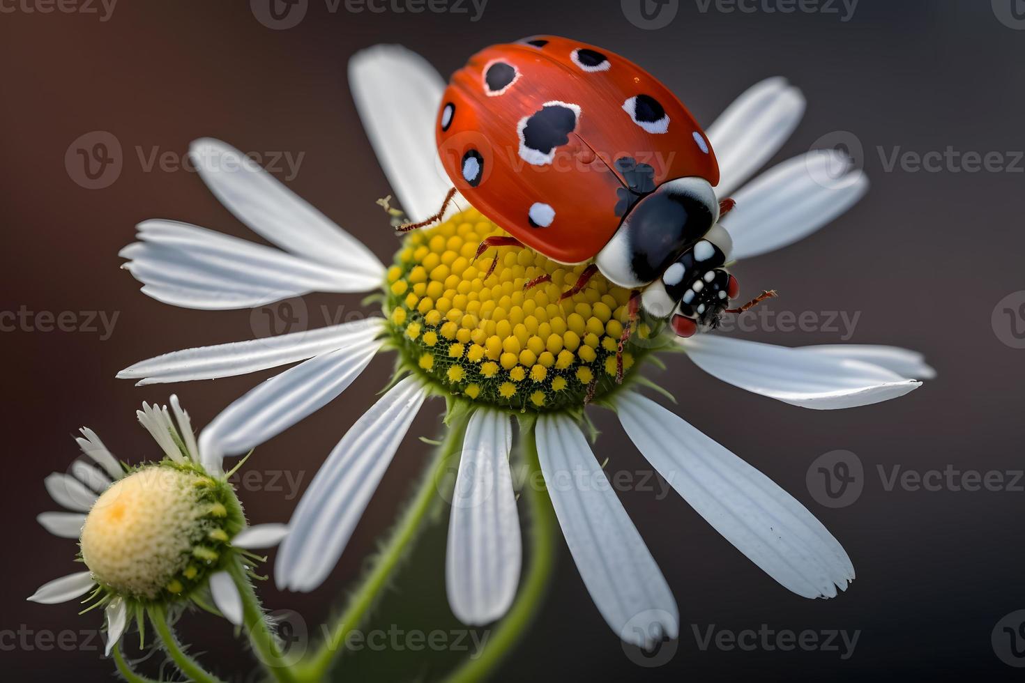 foto rojo mariquita en manzanilla flor, mariquita grima en vástago de planta en primavera en jardín en verano, fotografía