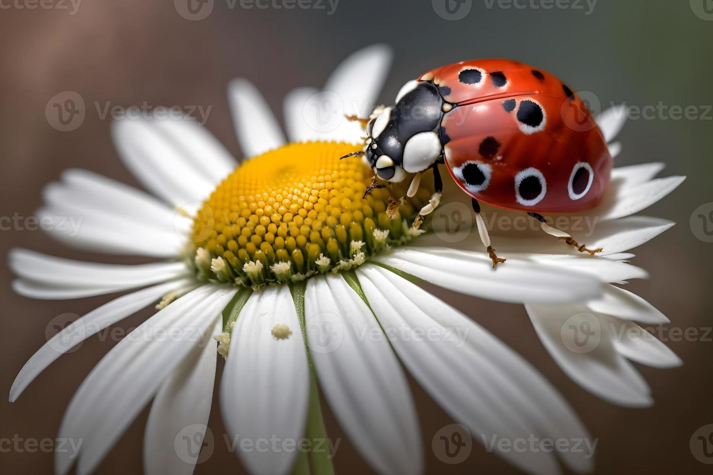 photo red ladybug on camomile flower, ladybird creeps on stem of plant in spring in garden in summer, photography