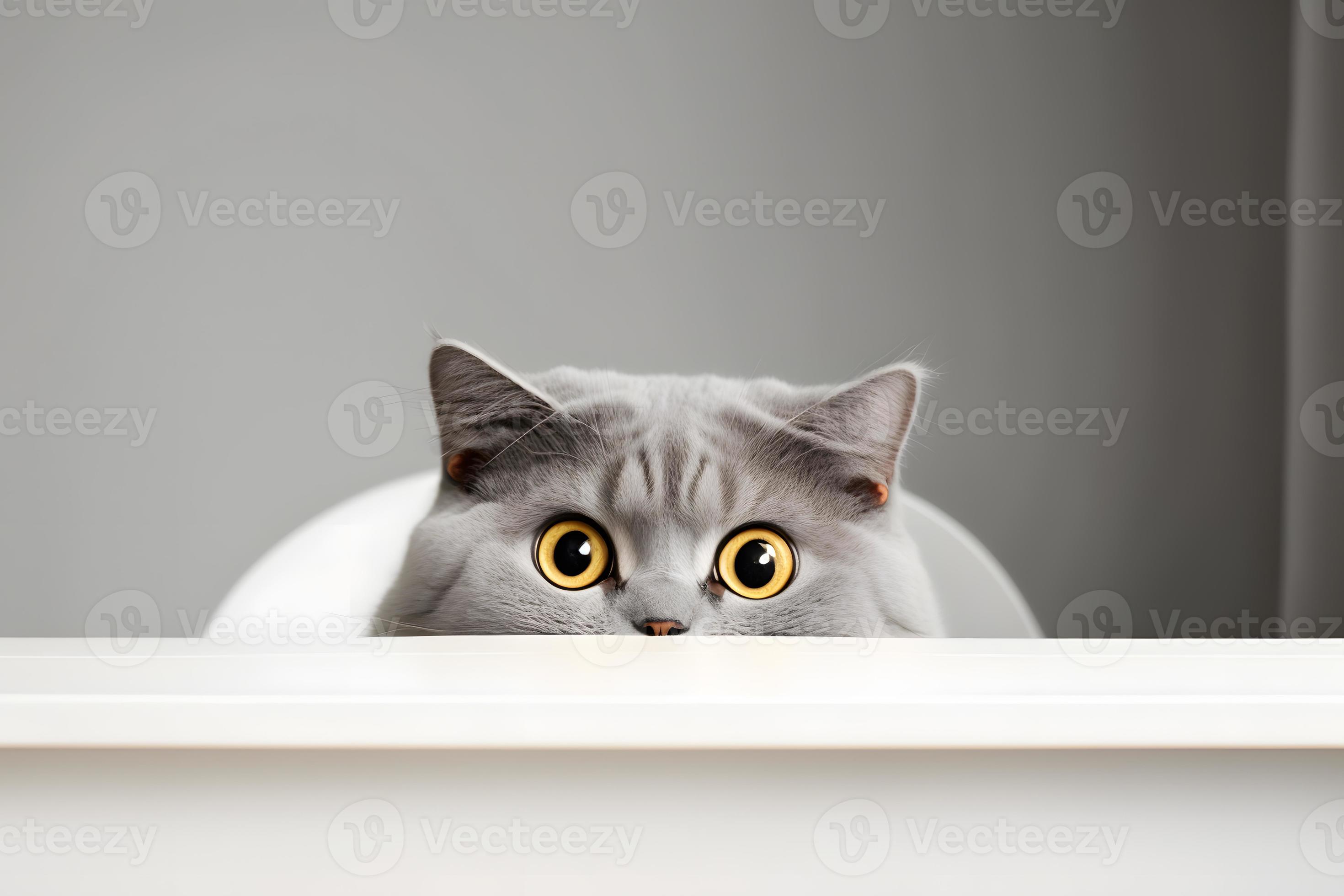 Cat, profile, funny Cut Out Stock Images & Pictures - Page 2 - Alamy