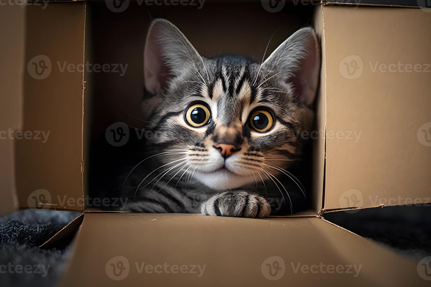 retrato linda gris atigrado gato en cartulina caja en piso a hogar fotografía foto