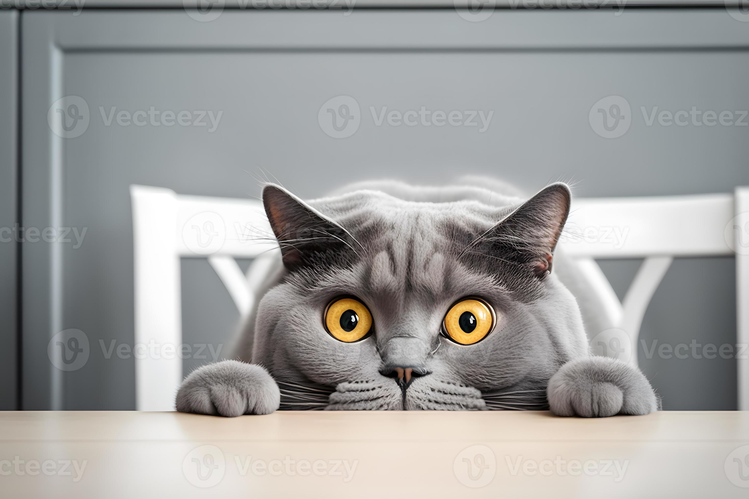 Cat, profile, funny Cut Out Stock Images & Pictures - Page 2 - Alamy