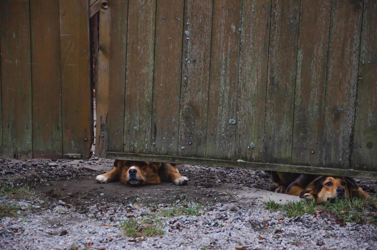 dogs peeking out from under the fence photo