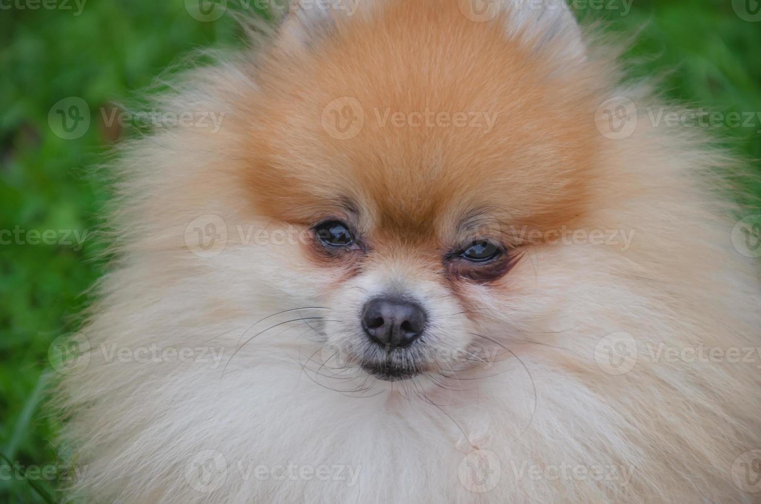 pequeño perro en ropa, retrato foto