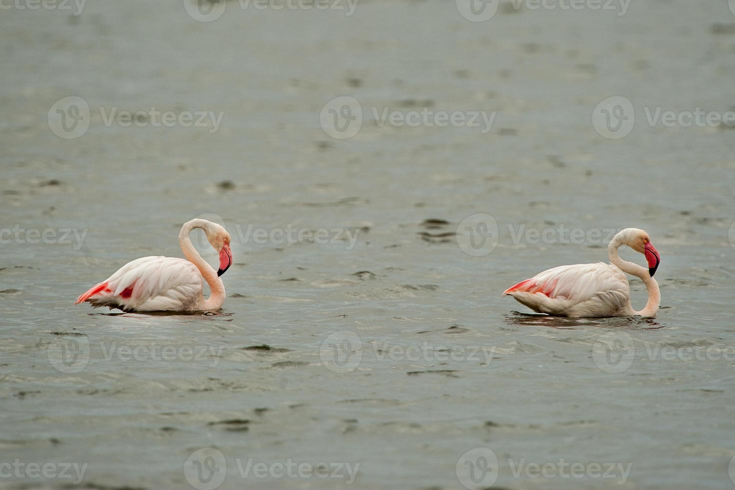 Pink flamingo relaxing in water in Sardinia, Italy photo