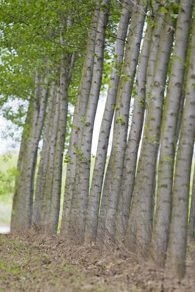 Poplar trees view photo